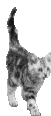 gato23.gif